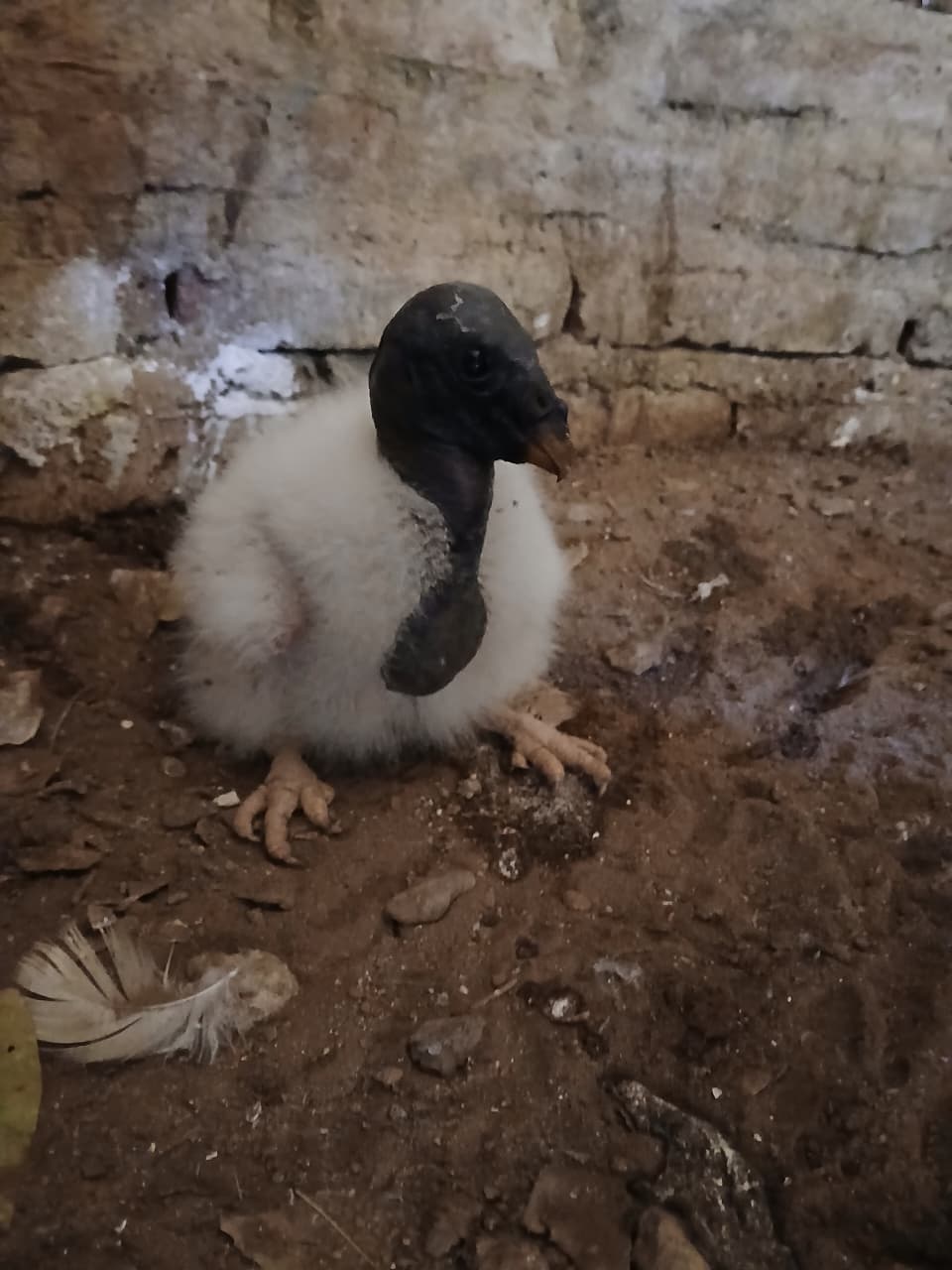 En el marco del programa de protección de especies de especies, nacieron dos ejemplares de Jote Real en el Complejo Ecológico